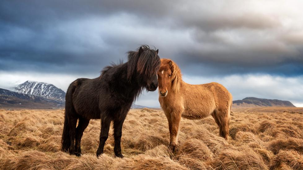 two icelandic horses standing in a field